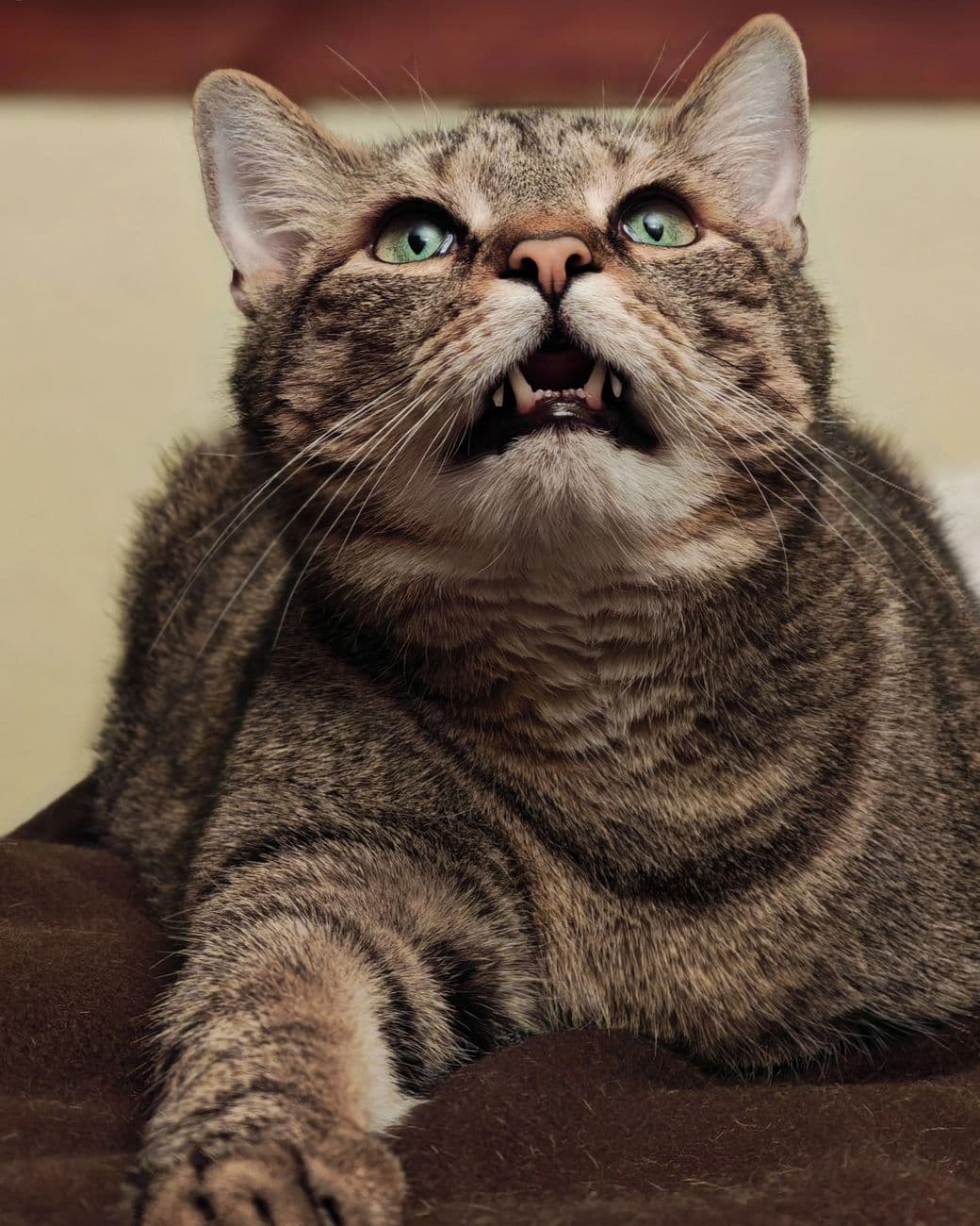 A striped tabby cat with green eyes gazing upward, teeth visible, on a cozy brown surface.