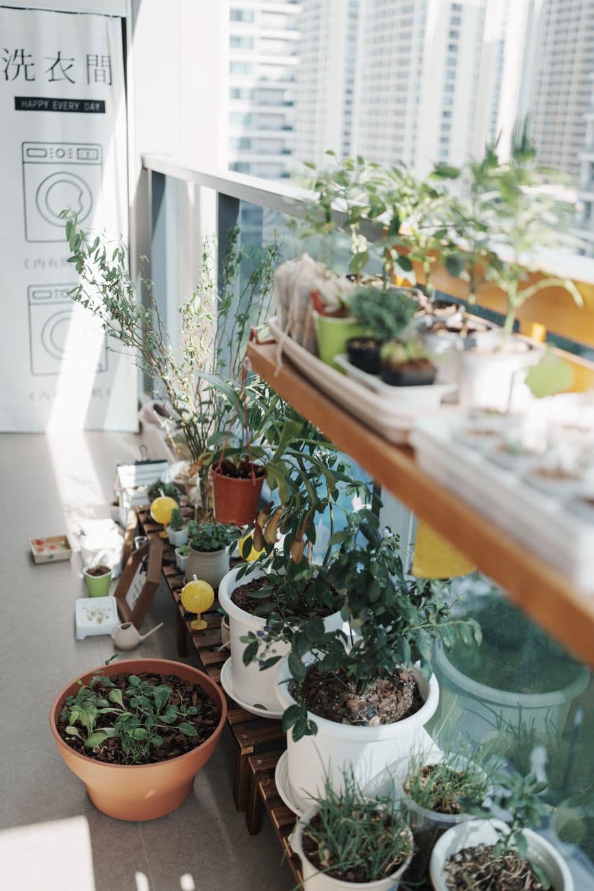 A sunny urban balcony featuring a variety of potted plants and herbs in an organized display.