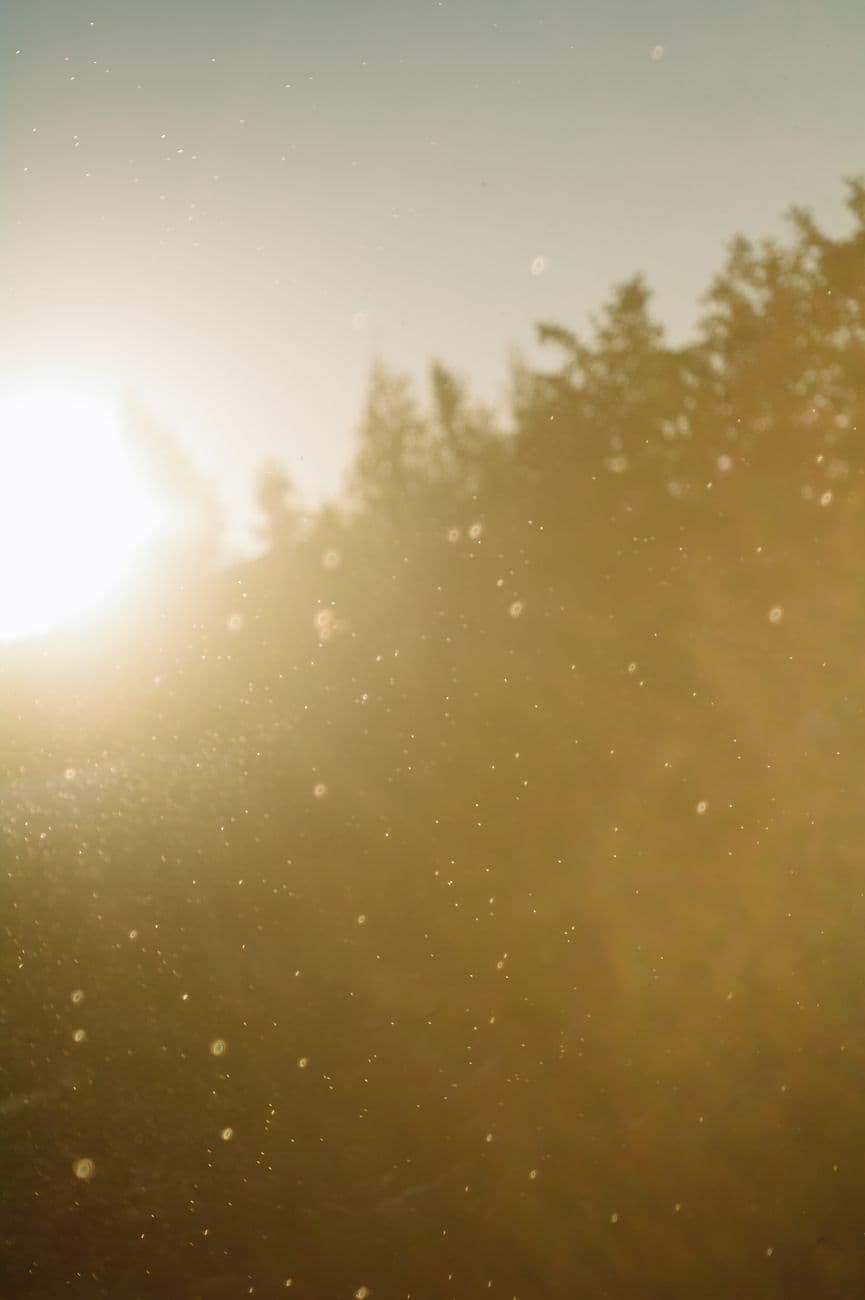 Sunrise illuminating dust particles against silhouette of trees, creating a magical golden atmosphere.