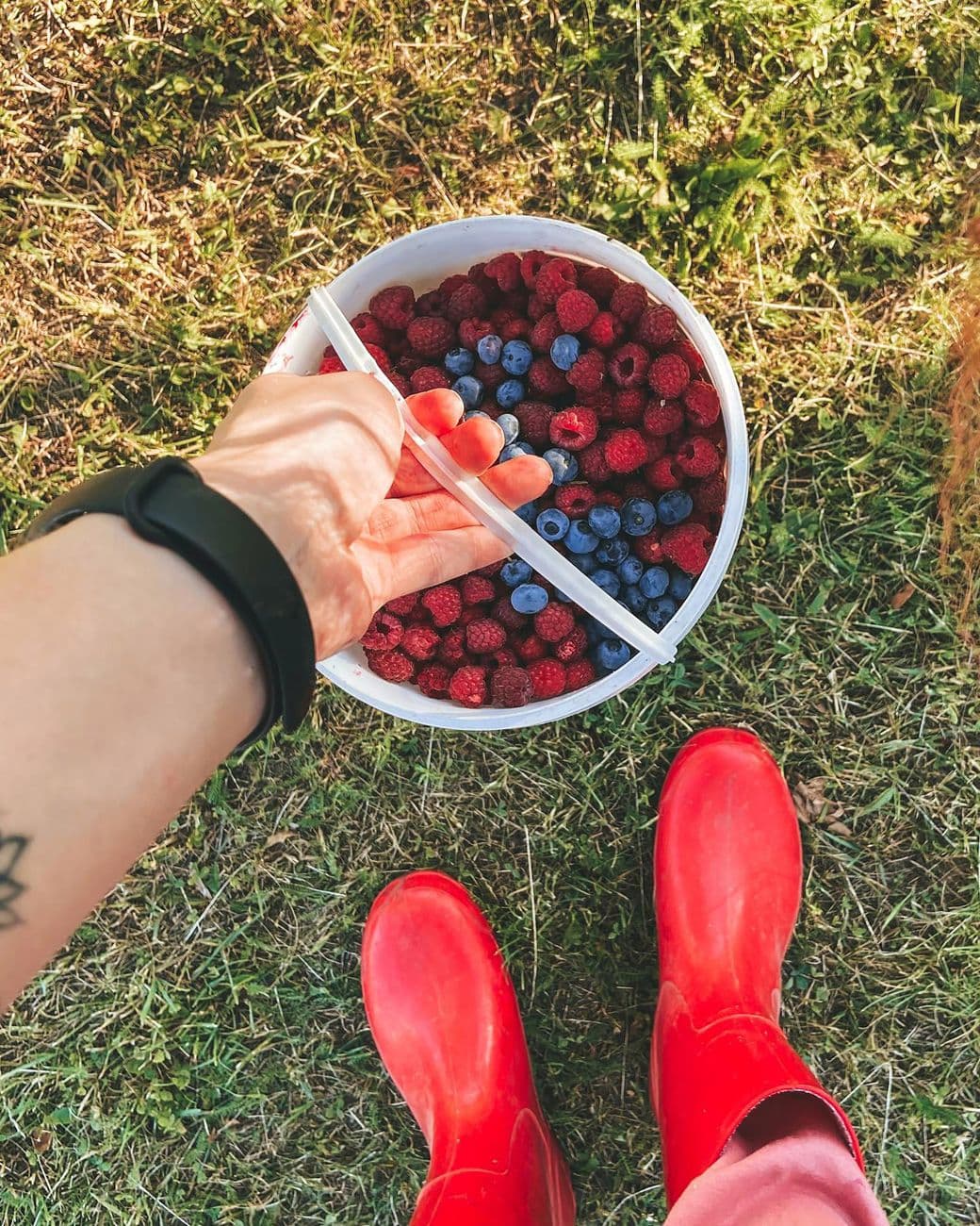 Top view of fresh raspberries and blueberries in a bucket held by a person wearing red rain boots.