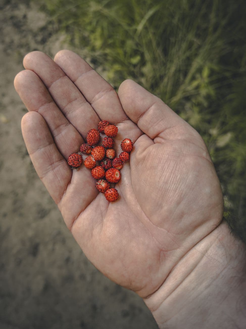 Close-up of fresh wild strawberries held in an open palm outdoors.