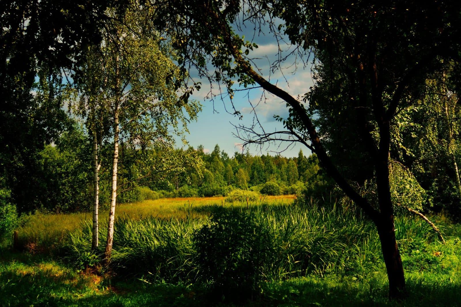 A serene green meadow surrounded by lush trees under a clear summer sky, perfect for nature lovers.