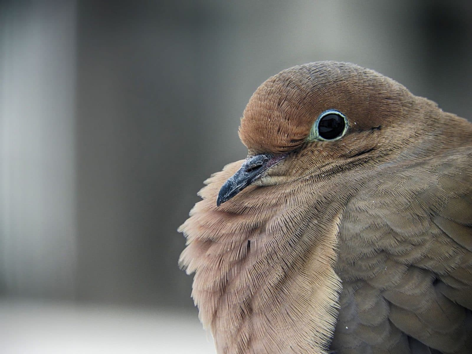 Detailed close-up of a mourning dove with brown feathers and black eye, showcasing its natural beauty.