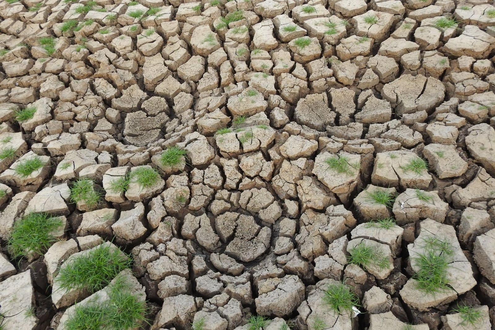 Arid cracked soil with sparse green grass growth showcasing drought conditions.