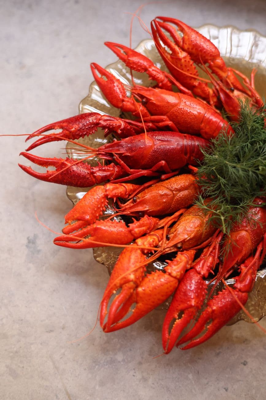 A vibrant display of boiled crayfish garnished with fresh dill, perfect for gourmet dining.