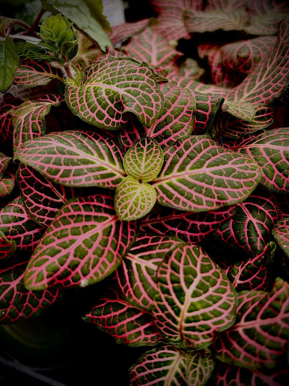 Vibrant close-up of Fittonia leaves showcasing intricate red and green veins, perfect for botanical themes.