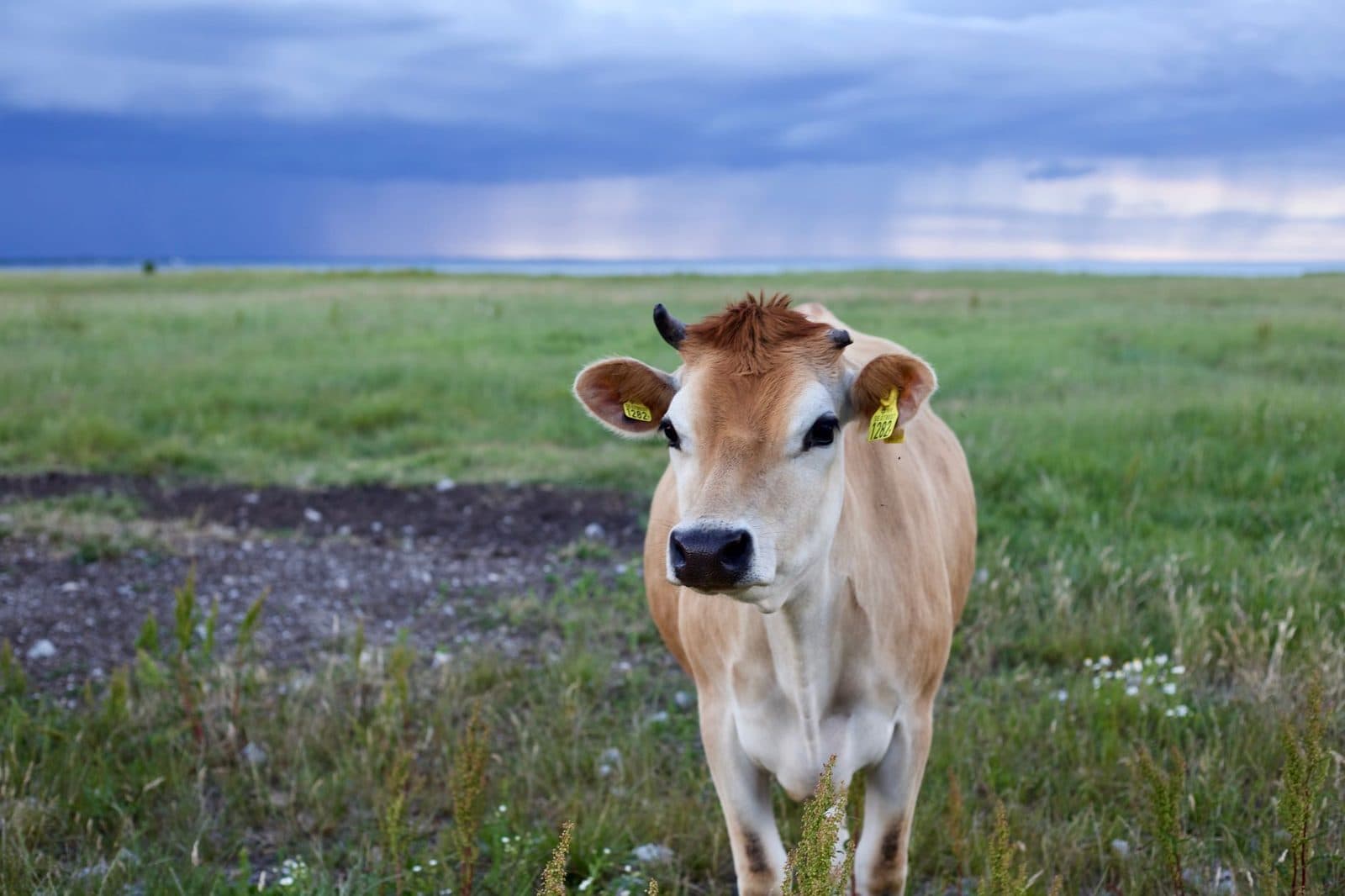 A brown cow stands in a green pasture under a cloudy sky in Gotland, Sweden.