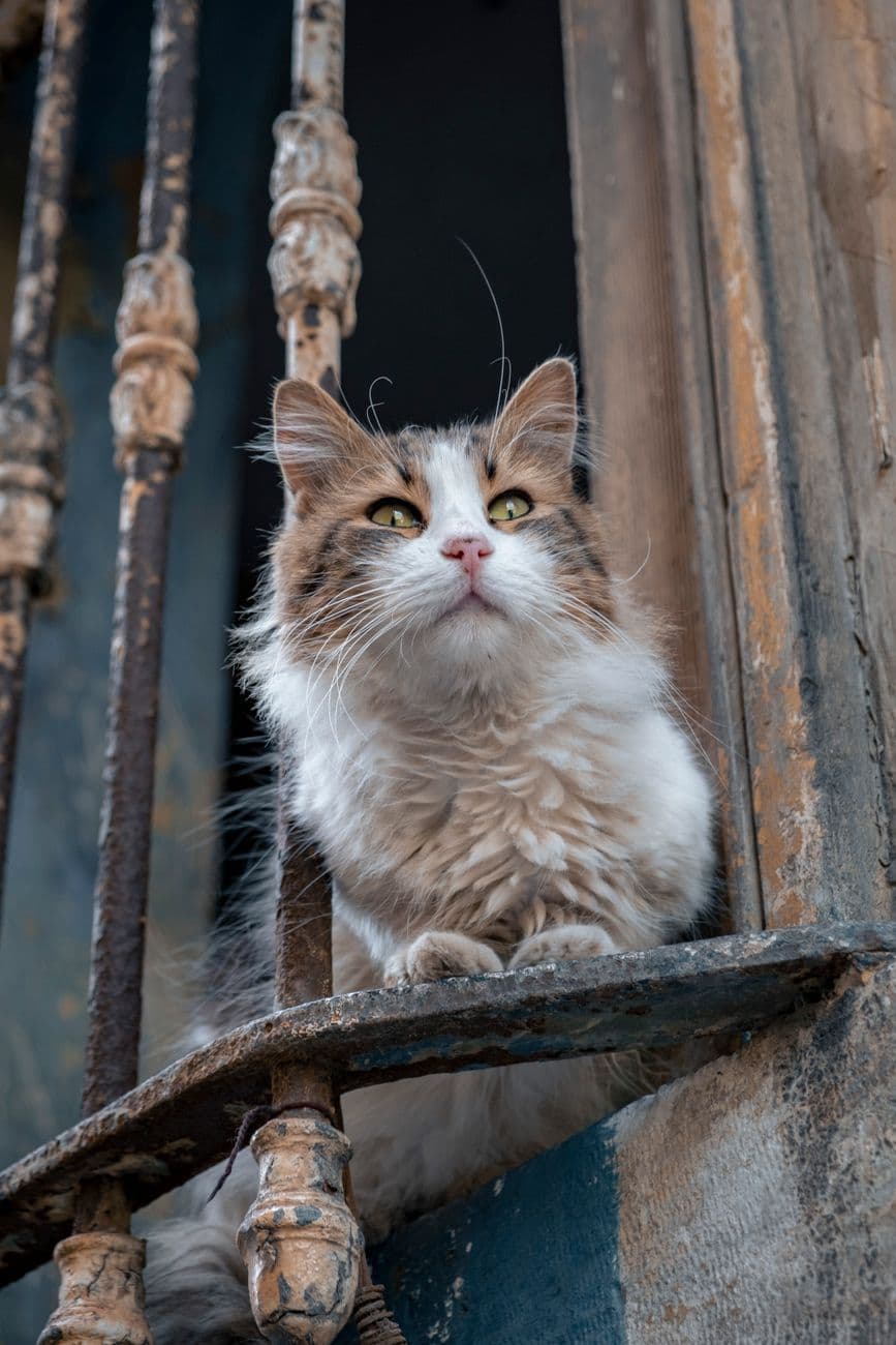 A fluffy cat with striking eyes sits on a rustic balcony railing, looking contemplative.