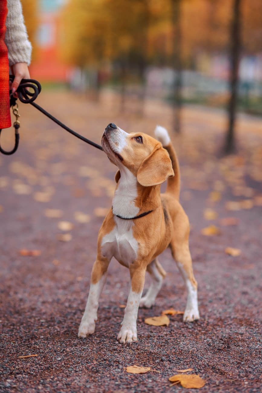 Adorable Beagle puppy with leash looking up on a fall walk in a park with scattered yellow leaves.
