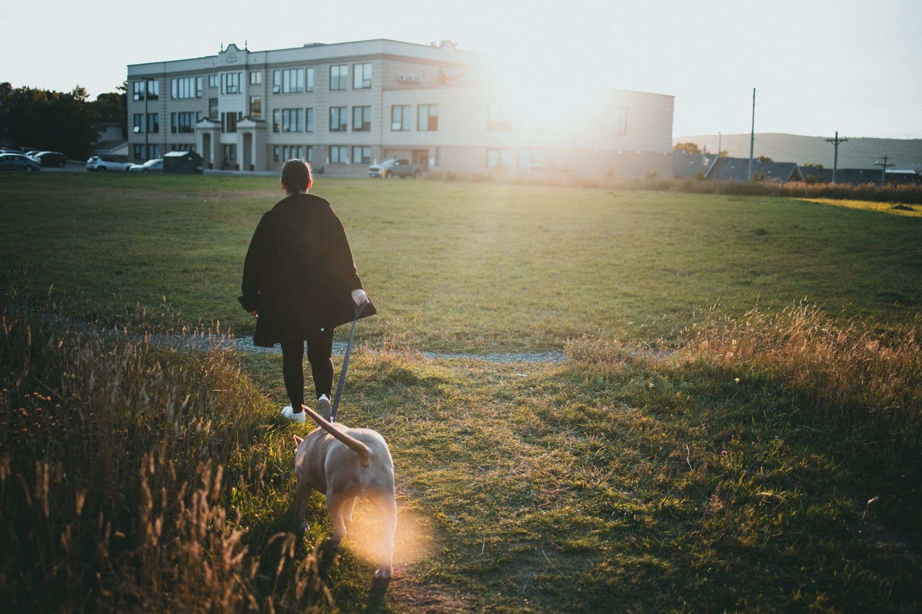 A person walks a dog in a sunlit park with buildings in the background, creating a serene evening atmosphere.