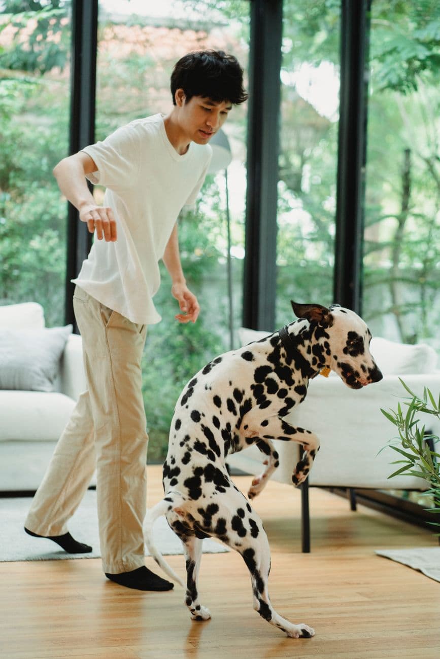 A young man enjoys playful moments with a Dalmatian indoors. Bright, cheerful atmosphere.