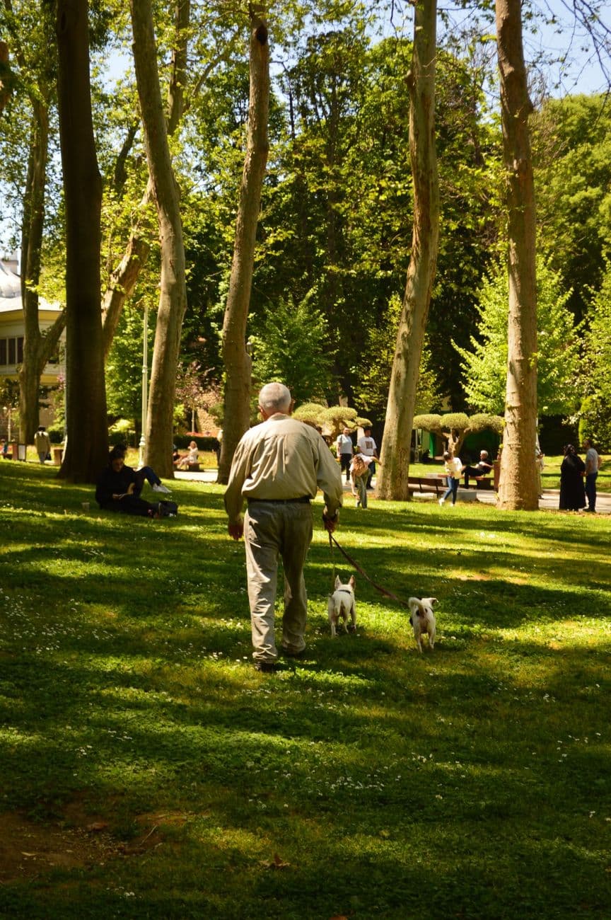 Elderly man enjoys a sunny walk with dogs in a lush green park.