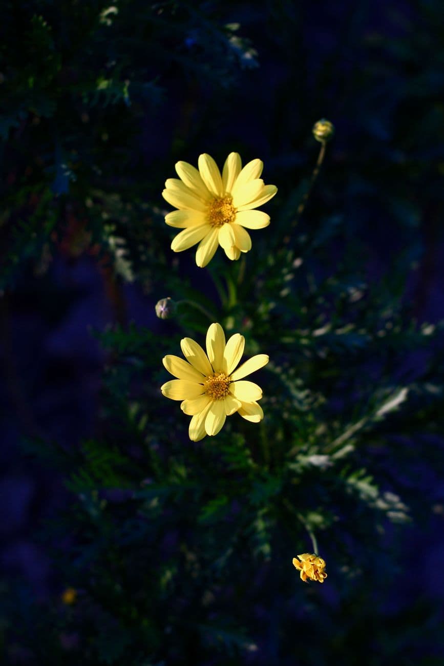 Vivid yellow daisies bloom against deep green foliage, creating a striking contrast.