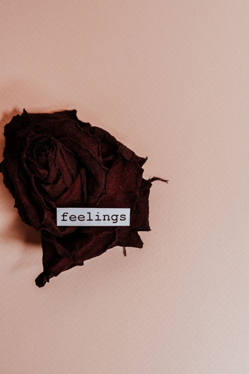 Close-up of a dried rose with 'feelings' text on a soft pink surface.